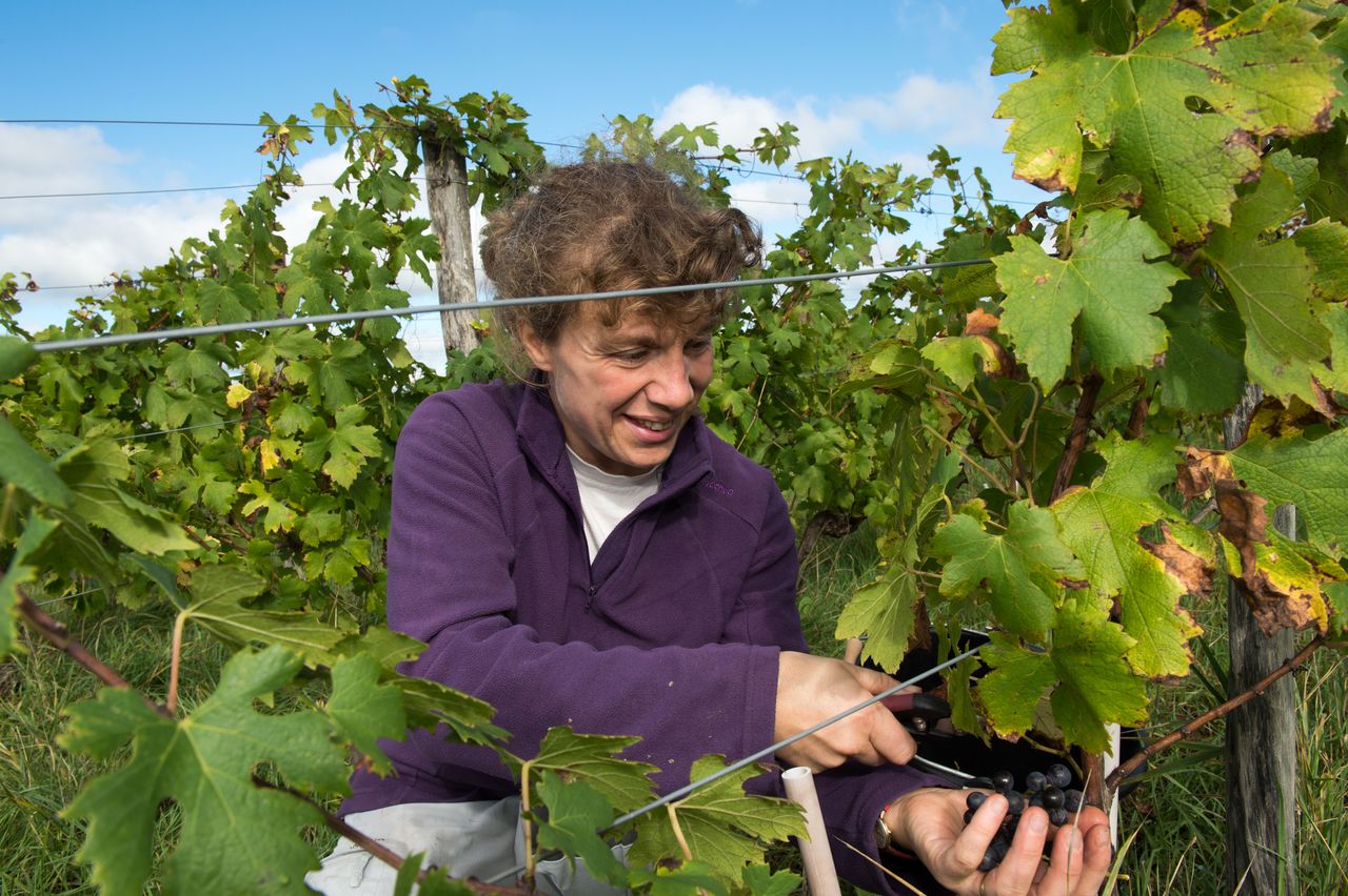 Vins Vigneron Anne & Emmanuel Houillon 8688